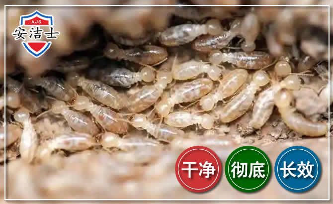 鹿城区白蚁防治