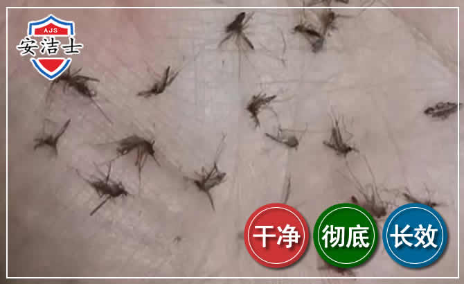 鹿城区蚊子防治-灭蚊