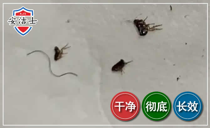 鹿城区跳蚤防治-灭跳蚤