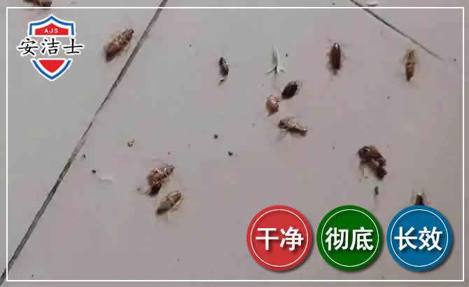 鹿城区蟑螂防治-灭蟑螂