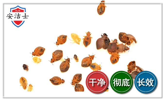 鹿城区臭虫防治-消灭臭虫